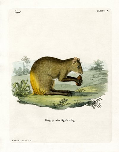Agouti (farget gravering) av German School