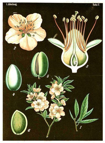 Mandel (Prunus Amygdalus) ca. 1890 (kromolitografi) av German School