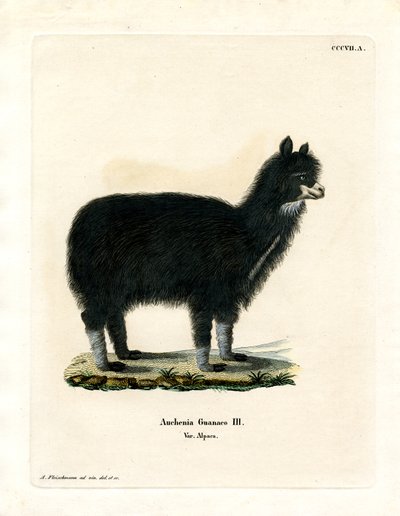 Alpakka (farget gravering) av German School