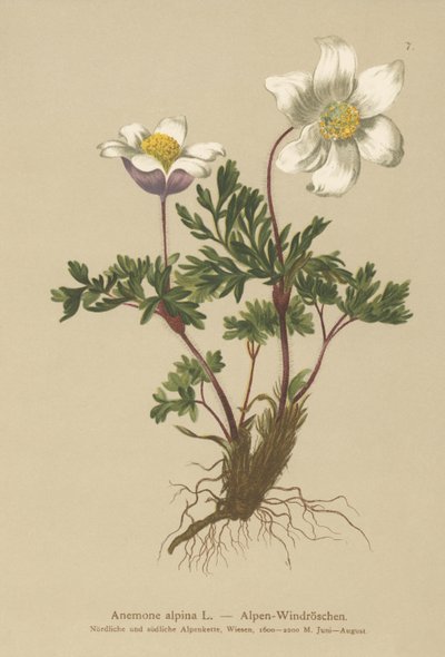 Alpine Anemone (Anemone alpina, Pulsatilla alpina) av German School