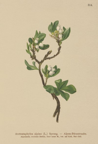 Alpine bjørnebær (Arctostaphylos alpina, Arctostaphylos alpinus) av German School
