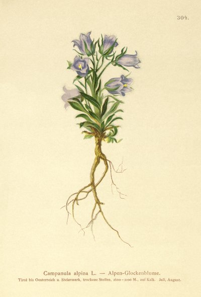 Alpine klokkeblomst (Campanula alpina) av German School