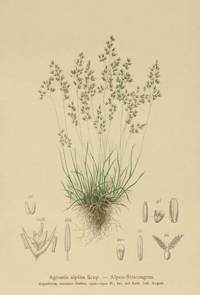 Alpine Bentgrass (Agrostis alpina, Aira flavescens) av German School