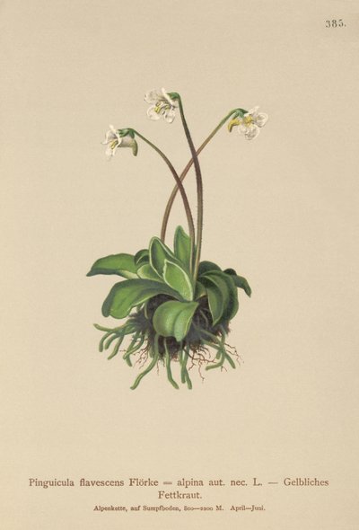 Alpin smørørt (Pinguicula flavescens, Pinguicula alpina) av German School
