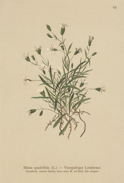 Alpine Campion (Silene quadrifida, Ixoca quadrifida) av German School