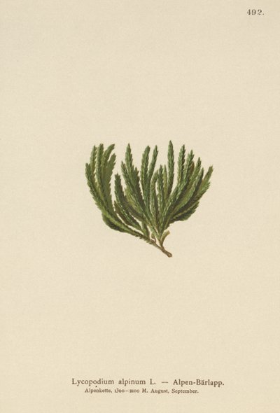Alpine Clubmoss (Lycopodium alpinum, Diphasiastrum alpinum) av German School