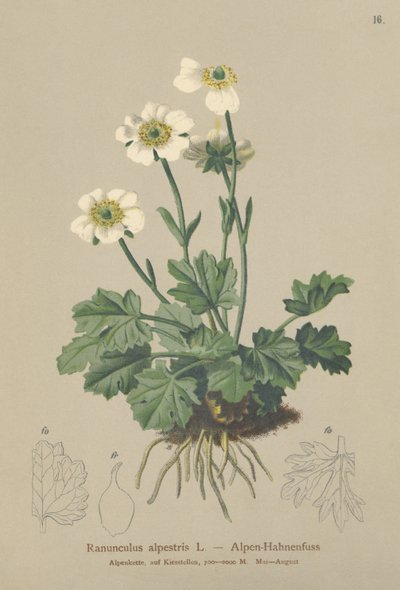 Alpin kråkefot (Ranunculus alpestris) av German School