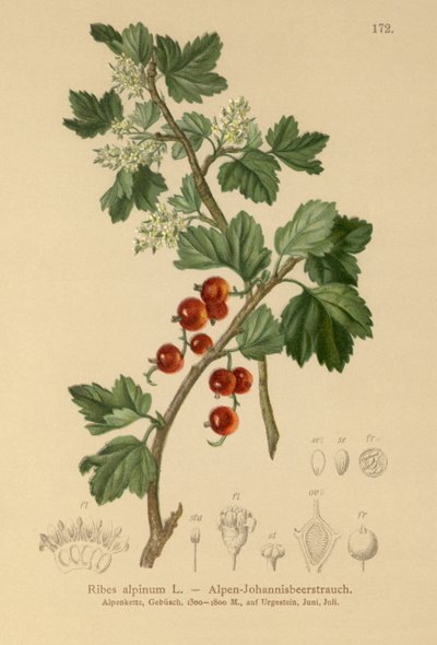 Alpin rips (Ribes alpinum) av German School