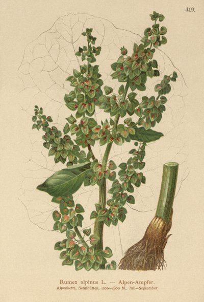 Alpine Dock (Rumex alpinus) av German School