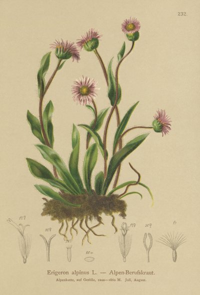 Alpine Erigeron (Erigeron alpinus) av German School