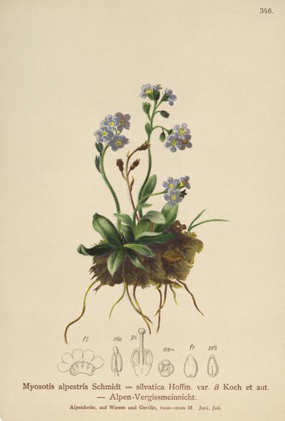 Alpine Forglemmejei (Myosotis alpestris, Myosotis silvatica) av German School