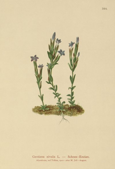 Alpine Gentian (Gentiana nivalis) av German School