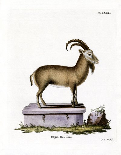 Alpine Ibex (farget gravering) av German School