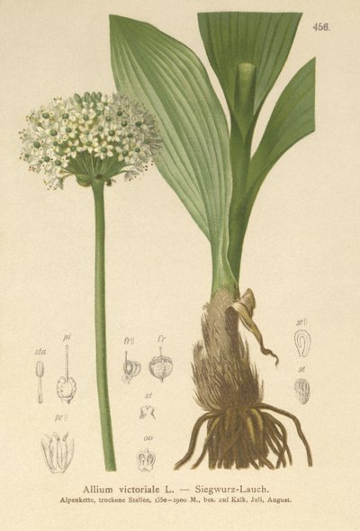 Alpine purre (Allium victorialis, Allium victoriale, Onion victoryalis, Geboscon triphylum, Allium plantagineum, Allium anguinum) av German School