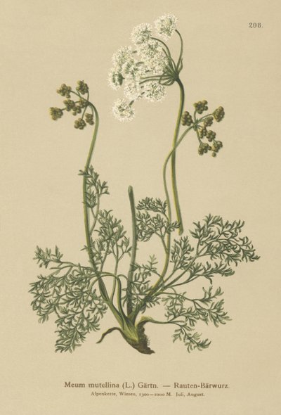 Alpine Lovage (My mutellina, Ligusticum mutellina) av German School