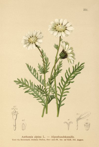Alpin maiweed (Anthemis alpina, Achillea oxyloba subsp. schuri) av German School