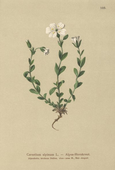 Alpine museøre (Cerastium alpinum) av German School