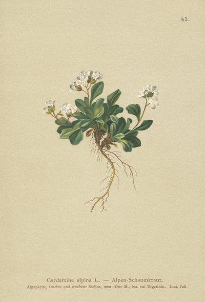 Alpine Northern-bergkarse (Cardamine alpina) av German School
