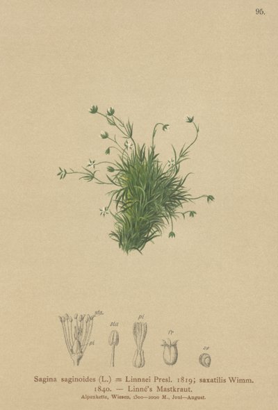 Alpeperleurt (Sagina saginoides, Sagina Linnaei, Sagina saxatilis) av German School