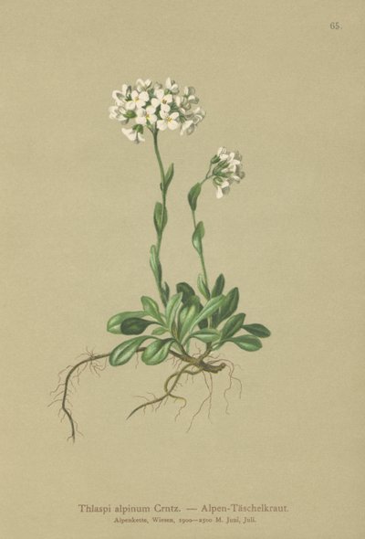 Alpint krasse (Thlaspi alpinum, Noccaea alpestris subsp. alpestris, Thlaspi minimum, Noccaea crantzii, Thlaspi kerneri, Thlaspi alpinum var. kerneri, Thlaspi alpestre) av German School