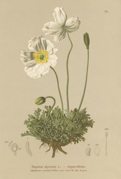 Alpevalmue (Papaver alpinum, subsp. alpinum) av German School