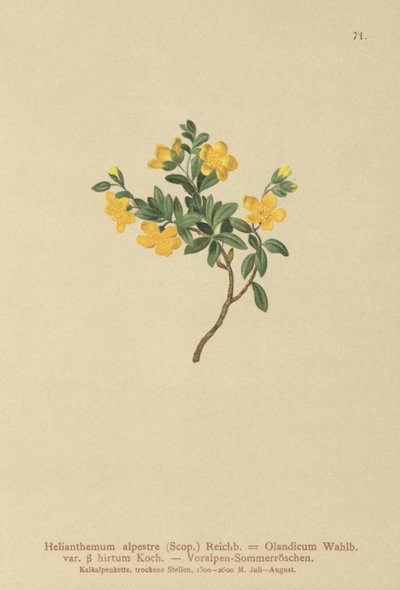 Alpin steinrose (Helianthemum alpestre, Helianthemum Olandicum var. hirtum, Helianthemum montanum) av German School