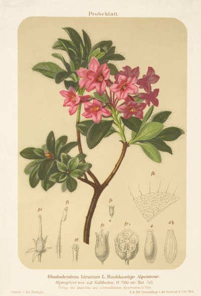 Alperose (Rhododendron hirsutum) av German School
