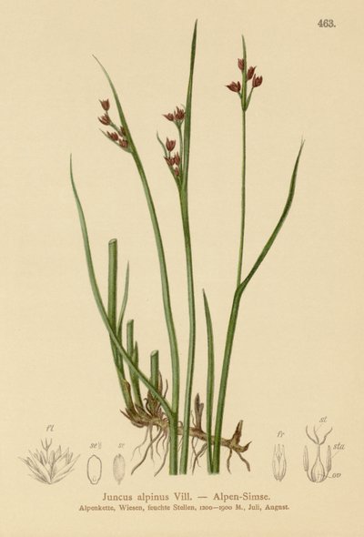 Alpinrush (Juncus alpinus, Juncus alpinoarticulatus) av German School