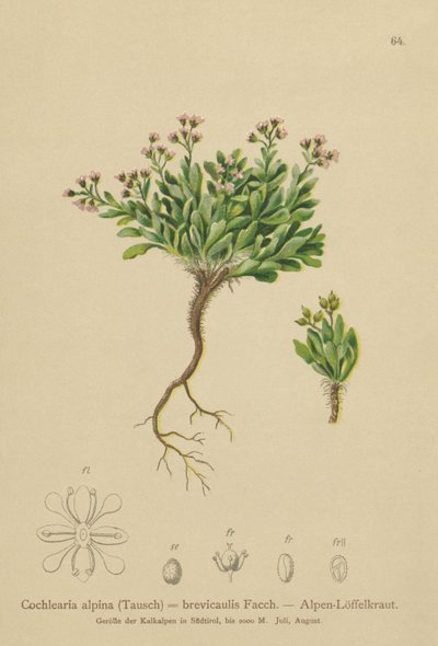 Alpint skjørbuk (Cochlearia alpina, Cochlearia brevicaulis) av German School