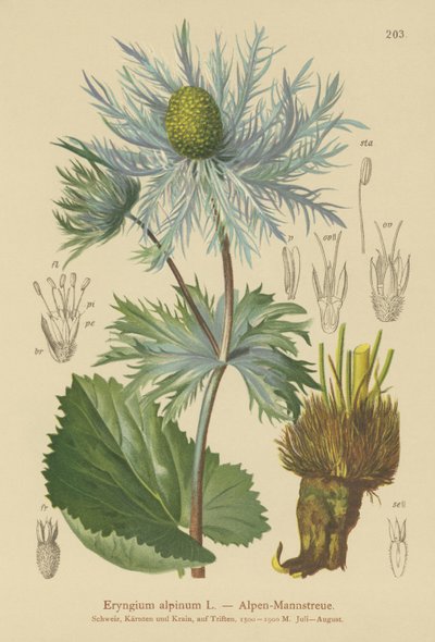 Alpine havkristtorn (Eryngium alpinum) av German School