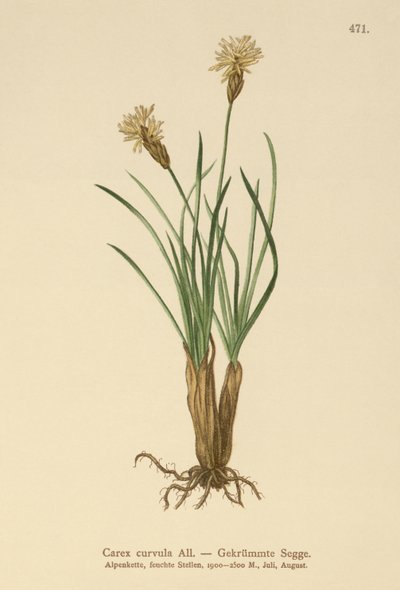 Alpinsiv (Carex curvula) av German School