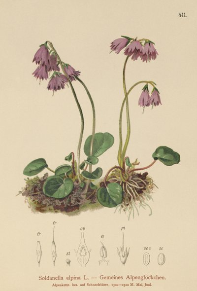 Alpin snøklokke (Soldanella alpina) av German School