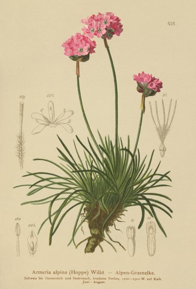 Alpine Thrift (Armeria alpina) av German School