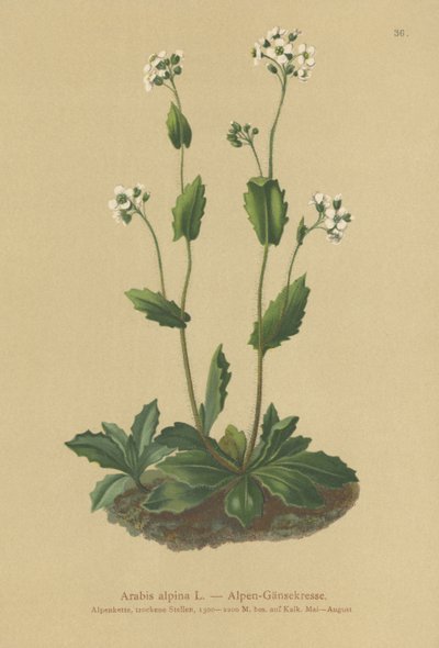 Alpeveggkarse (Arabis alpina) av German School