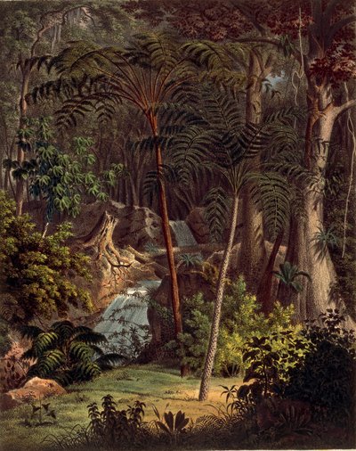 Amazonas regnskog, bord XXVII fra 'Plantarum Cryptogamicarum Brasiliensium' av Johann Baptist Von Spix og Carl Friedrich Von Martius av German School