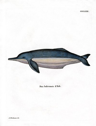 Amazon River Dolphin (farget gravering) av German School