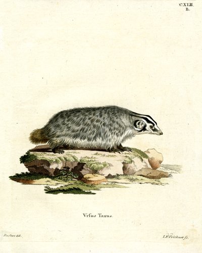 American Badger (farget gravering) av German School