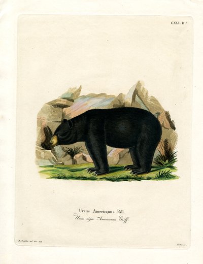 American Black Bear (farget gravering) av German School