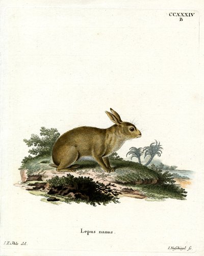 American Grey Rabbit (farget gravering) av German School