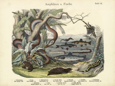 Amfibier og fisker, ca. 1860 av German School