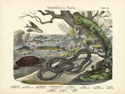 Amfibier og fisker, ca. 1860 av German School