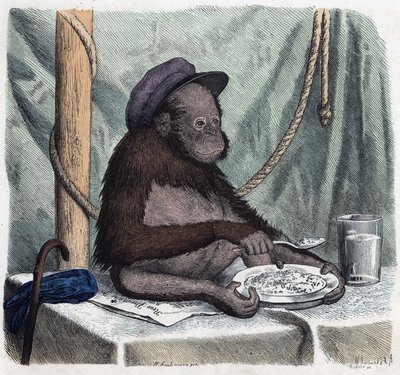 An educated orang outan (orang-utan, orang outang, orang-utang) eats rice with a spoon. In “” Wenn Jemand eine Reise thut, so kann er was erzahlen”” (When someone travels, this is what he can tell), German tale by Franz Wiedemann av German School
