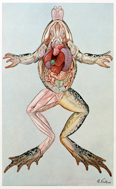 Anatomisk tverrsnitt av en hunnfrosk, fra Brehms Tierleben, pub. 1860-tallet. av German School