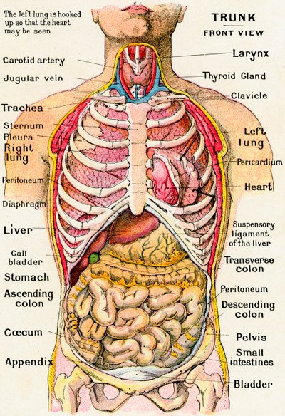 Anatomisk syn på menneskekroppen av German School