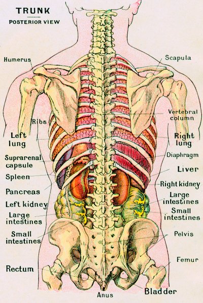 Anatomisk syn på menneskekroppen av German School
