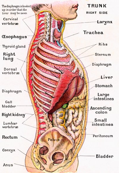 Anatomisk syn på menneskekroppen av German School