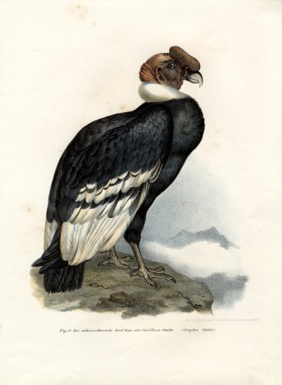 Andinsk kondor, 1864 av German School