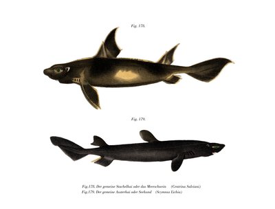 Angular Roughshark (farge litho) av German School