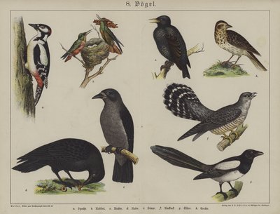 Dyr (farge litho) av German School