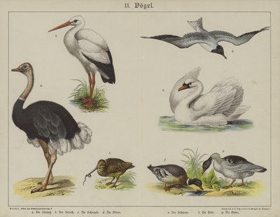 Dyr (farge litho) av German School
